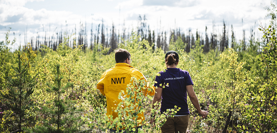 Two researchers move through tall bush, with the words 'NWT' and 'Laurier Research' on the back of their shirts.