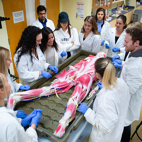 Group of students looking at cadaver.