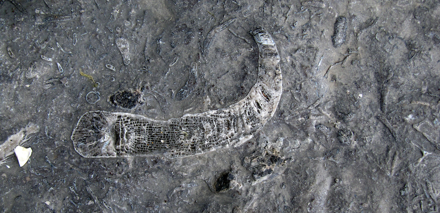 Fossil