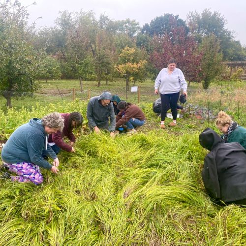 Braiding Sweetgrass