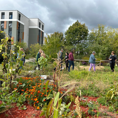 Waterloo community garden