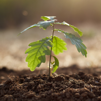 sapling in soil