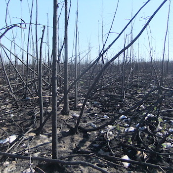 burned trees