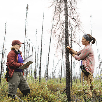 Emily Ogden and Jennifer Baltzer measuring a tree