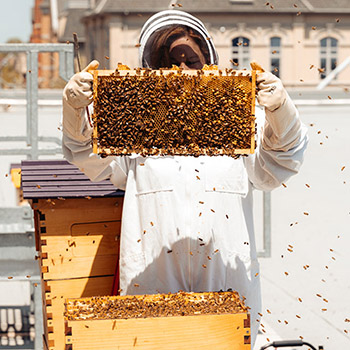 beekeeper inspect beehives at Laurier Brantford campus