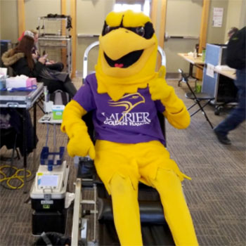 Hawk giving blood